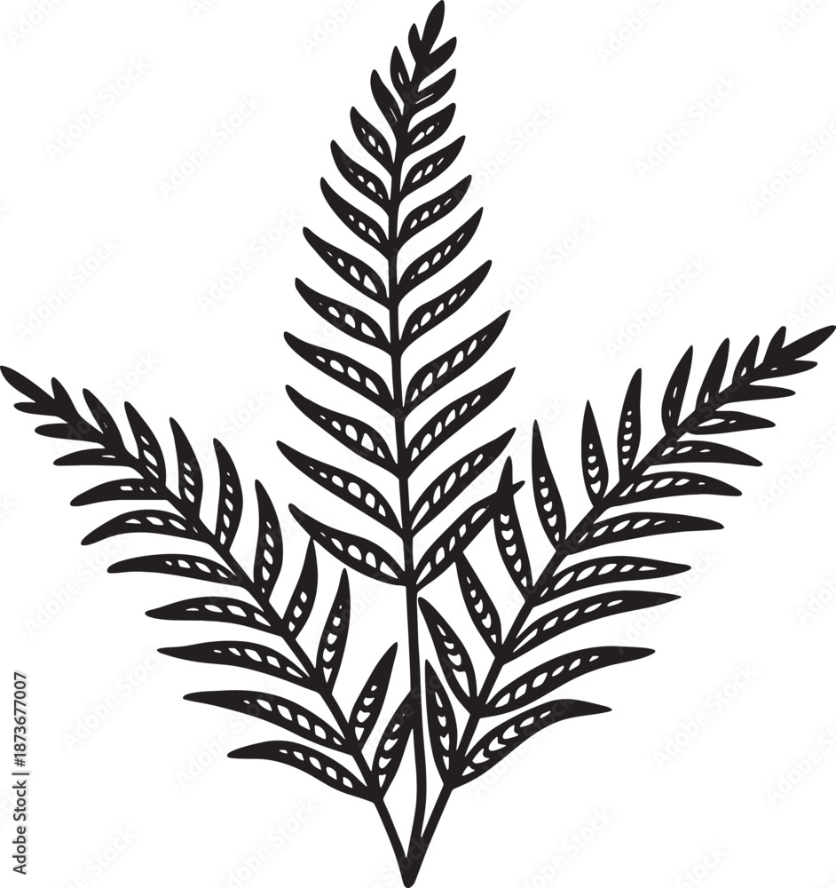 Naklejka premium fern leaf isolated on black
