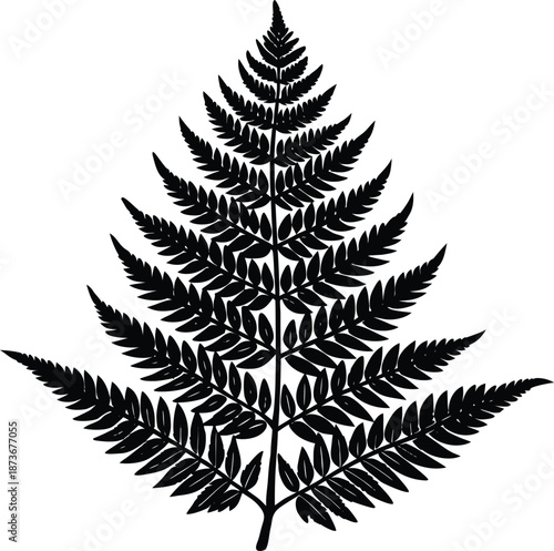 fern leaf isolated on black