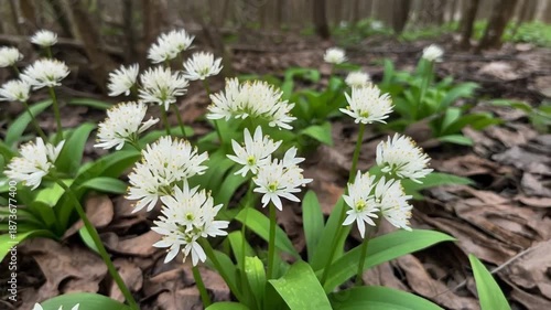 Wild white flowers blooming in a forest clearing with brown leaves and wooden fence in background, used for spring or nature concepts
