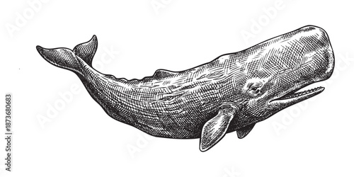 sperm whale Vintage Engraving Style Illustration