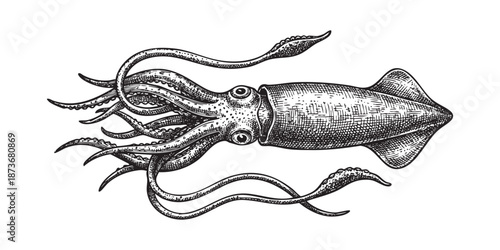 squid with tentacles illustrated in a vintage black and white engraving style