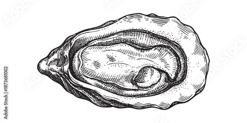 oyster shell revealing inner texture illustrated in a vintage black and white engraving style.
