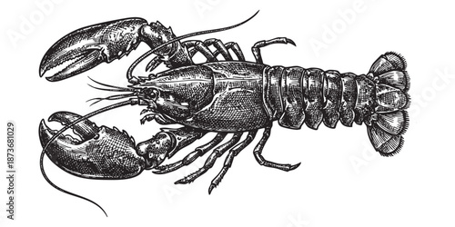 lobster with large claws illustrated in a vintage black and white engraving style.