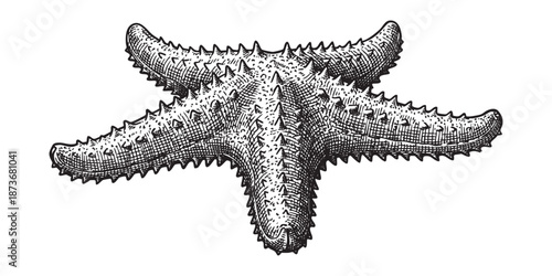 starfish showing dorsal details illustrated in a vintage black and white engraving style.