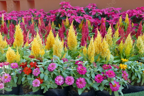 Beautiful colorful of Celosia argentea flower blooming in the garden.