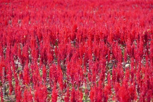 Red celosia flowers in the field