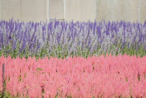 Beautiful Purple salvia flowers blooming in the field of the winter