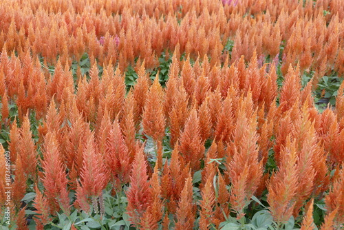 Colorful celosia flowers in the garden at winter season.