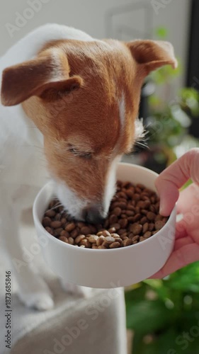 Woman hold white bowl with dry food near dog sitting on sofa. Owner offering food to pet at home. Concept of dog feeding and pet care