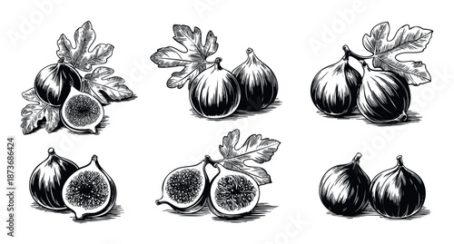 Various handdrawn fig fruits and leaves depicted in a classic woodcut style perfect for botanical illustrations and vintage food packaging