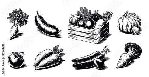Collection of fresh farm produce such as carrots, eggplant, radish, tomato, cabbage, onion, and cucumber in an antique engraving style for agriculture labels and market branding