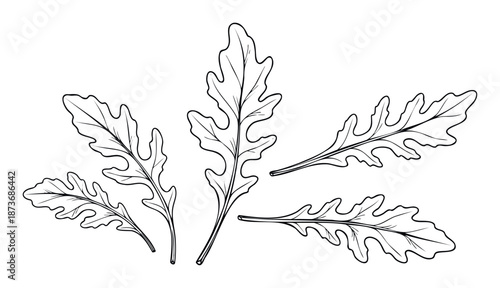 Detailed line drawing of fresh arugula leaves, perfect for enhancing food packaging, healthy eating guides, or recipe book illustrations in a botanical style.