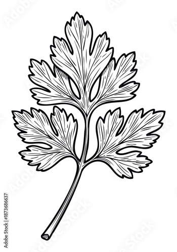 Detailed botanical line drawing of a fresh parsley herb leaf ideal for enhancing culinary content, recipe books, menu designs, and organic food packaging projects.