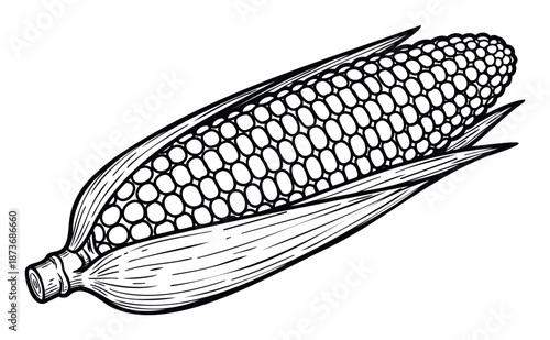 Highly detailed black and white line drawing of a ripe ear of corn with exposed kernels, suitable for use in healthy food branding, agricultural product labels, or farmhouse kitchen decor