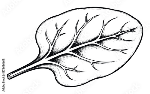 Black ink brush stroke drawing of a single spinach leaf emphasizing its organic shape and prominent venation useful for nutritional content and natural food concepts
