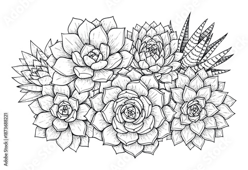 Detailed handdrawn botanical arrangement featuring a variety of succulent plants and cacti perfect for use in home decor, wall prints, textile prints, and plant enthusiast merchandise.