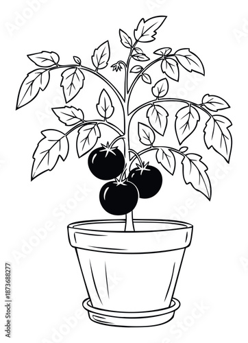 Detailed line drawing of a productive tomato plant laden with ripening fruits in a pot, ideal for illustrating sustainable gardening practices, healthy food recipes, or farmtotable concepts.
