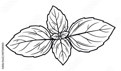 Fresh aromatic basil plant herb outline drawing line work representing healthy cooking ingredients and natural spice for recipe publications and kitchen decor