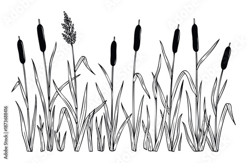 Black and white line drawing of various marsh plants including cattails and tall grass perfect for nature themed projects or wetland environment illustrations