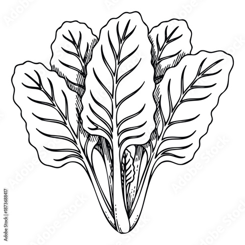 A fresh leafy vegetable bundle featuring prominent veins provides appealing visual content for organic produce branding and healthy lifestyle marketing materials.
