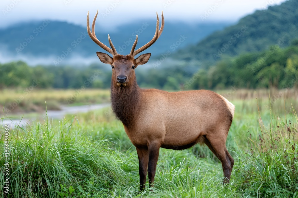 Fototapeta premium Bull elk standing in green meadow with mountains