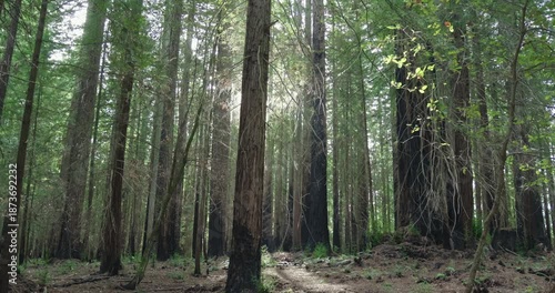 Sunlight filters through towering California redwoods marked by fire scars