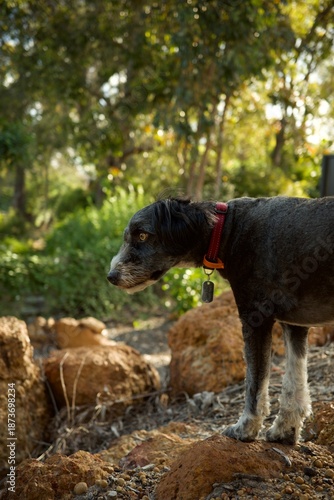 Black and white bordoodle dog standing on a rock in nature