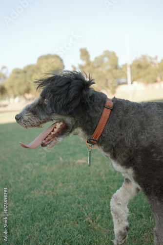 Black and white bordoodle dog at the park