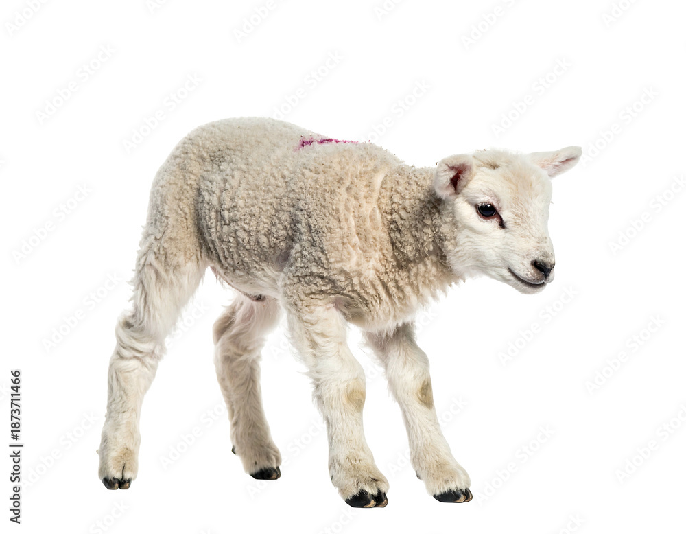 Obraz premium A fluffy, young sheep stands on its hooves against a black background. Its soft wool contrasts sharply with the emptiness