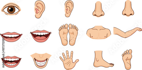 Human body parts illustration set with eye, ears, noses, mouths, hands, feet, torso, anatomy reference, cad drawing flat vector illustration