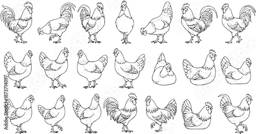 Detailed black and white outline illustrations of various chickens and roosters. A diverse collection of farm fowl, including hens and roosters in different poses, isolated on white.