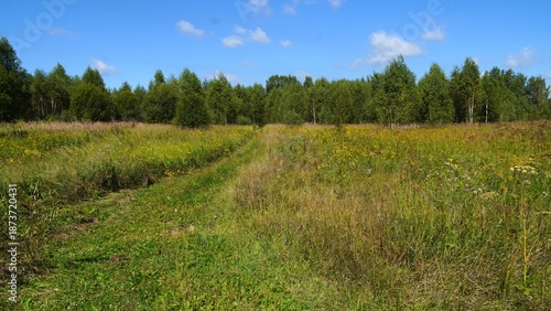 landscape, forest, birch, nature, travel, sky, lake, summer, nature