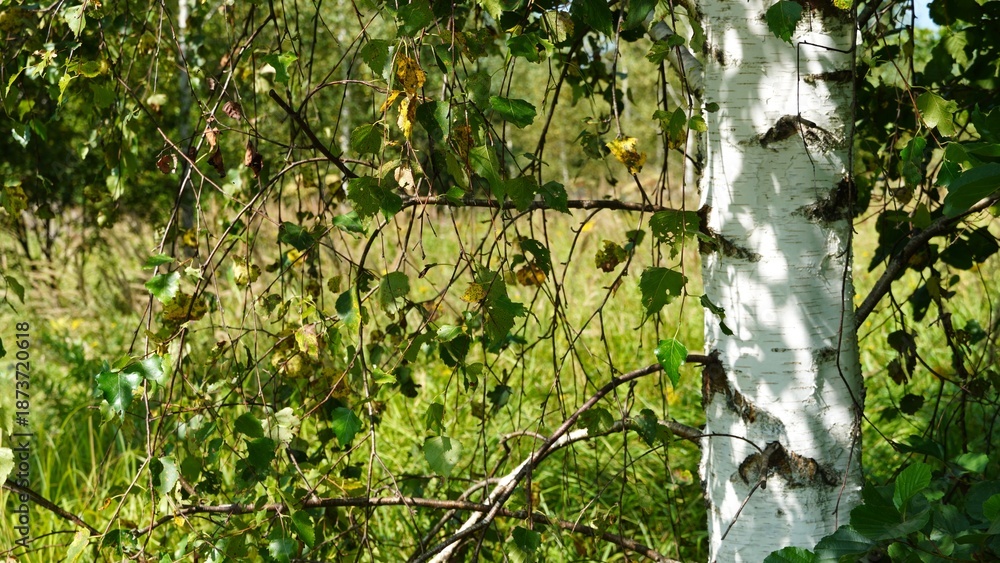 Fototapeta premium landscape, forest, birch, nature, travel, sky, lake, summer, nature