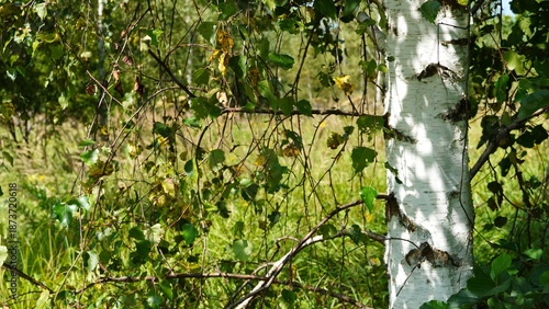 landscape, forest, birch, nature, travel, sky, lake, summer, nature