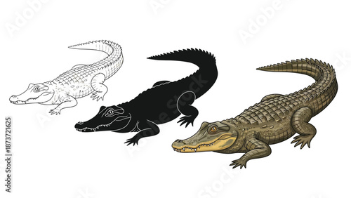 Set of three alligators sketch, silhouette and realistic color illustration