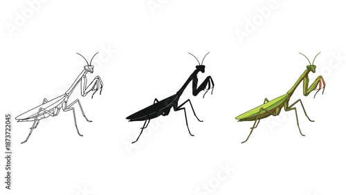 Set of three praying mantis illustrations outline sketch, solid black silhouette and detailed green color drawing