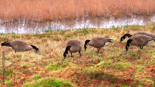a video of Canadian geese at Nisqually Natural Wildlife Preserve Washington State