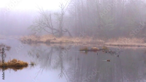 a video of a misty pond at Nisqually Natural Wildlife Preserve Washington State