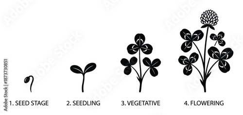 Clover Life Cycle Stages: Seed, Seedling, Vegetative, and Flowering