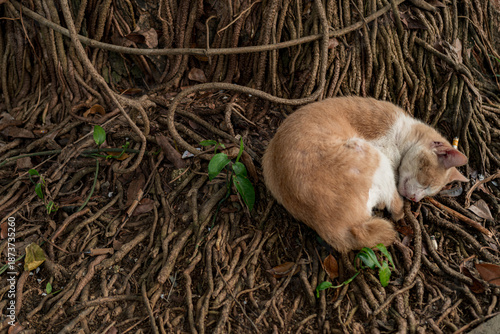 Orange cat is sleeping on the thick