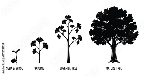 Ginkgo Tree Growth Stages Illustration, Seed to Sprout, Sapling, Juvenile Tree and Mature Tree