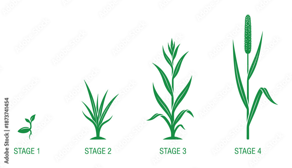 Fototapeta premium Grass Growth Stages Vector Illustration, Plant Life Cycle Germination Diagram