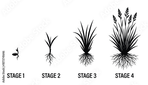 Grass Growth Stages Vector Illustration, Plant Life Cycle Germination Seedling, Vegetative Maturity Diagram.