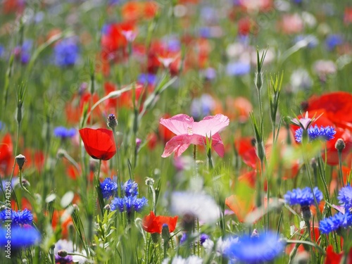 Wallpaper Mural ヒナゲシとヤグルマギクの花畑 Torontodigital.ca