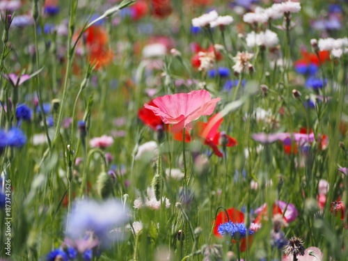 ヒナゲシとヤグルマギクの花畑