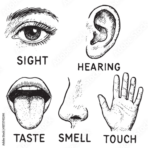 Five human senses vector illustration