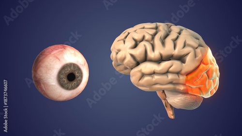 Neural Visual Connection Between Eye Brain