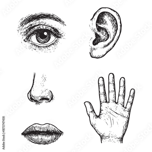 Five human senses vector illustration