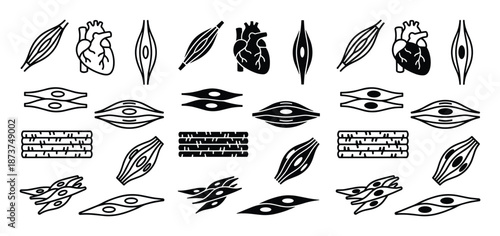 Muscle Tissue Types Vector: Skeletal, Smooth, and Cardiac Muscle Illustration