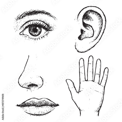 Five human senses vector illustration